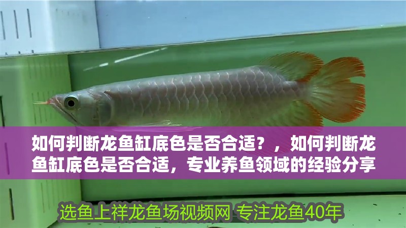 如何判斷龍魚缸底色是否合適？，如何判斷龍魚缸底色是否合適，專業養魚領域的經驗分享