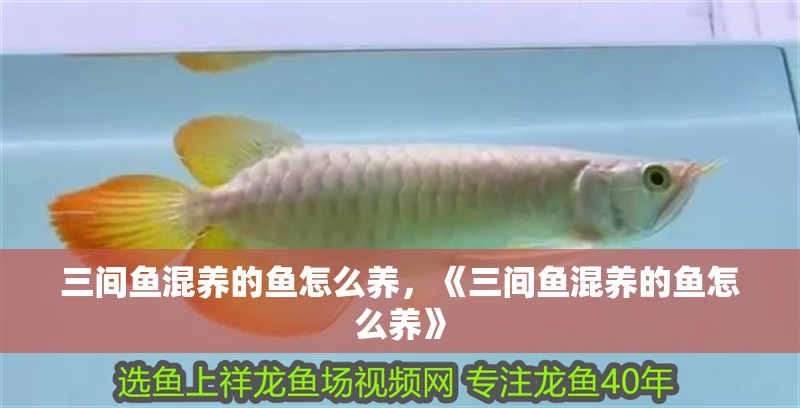 三間魚混養的魚怎么養,《三間魚混養的魚怎么養》 龍魚論壇 三間魚混養的魚怎么養,《三間魚混養的魚怎么養》 三間魚混養的魚怎么養,《三間魚混養的魚怎么養》 龍魚論壇