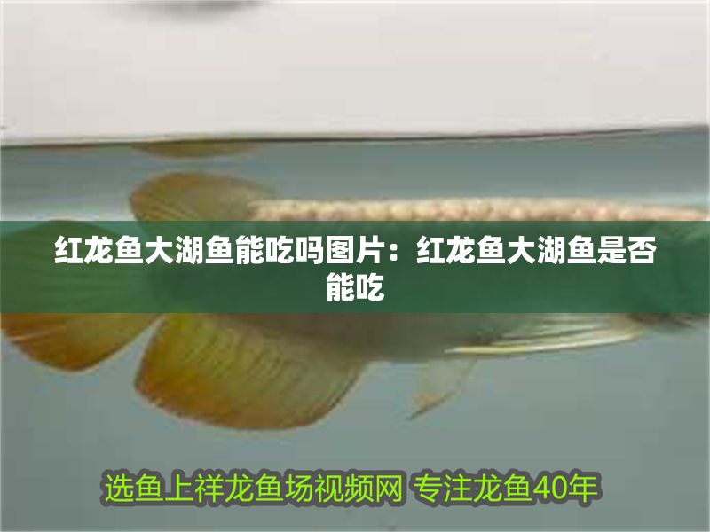 紅龍魚大湖魚能吃嗎圖片：紅龍魚大湖魚是否能吃