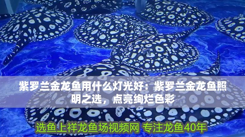 紫羅蘭金龍魚用什么燈光好：紫羅蘭金龍魚照明之選，點亮絢爛色彩