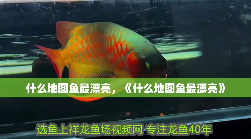 什么地圖魚最漂亮，《什么地圖魚最漂亮》