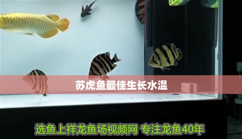 蘇虎魚最佳生長水溫