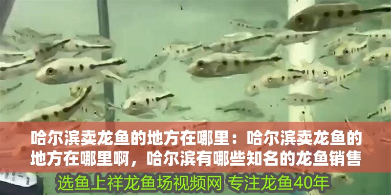 哈爾濱賣龍魚的地方在哪里：哈爾濱賣龍魚的地方在哪里啊，哈爾濱有哪些知名的龍魚銷售市場(chǎng)或店鋪或店鋪或店鋪 哈爾濱賣龍魚的地方在哪里：哈爾濱賣龍魚的地方在哪里啊，哈爾濱有哪些知名的龍魚銷售市場(chǎng)或店鋪或店鋪或店鋪 水族問(wèn)答