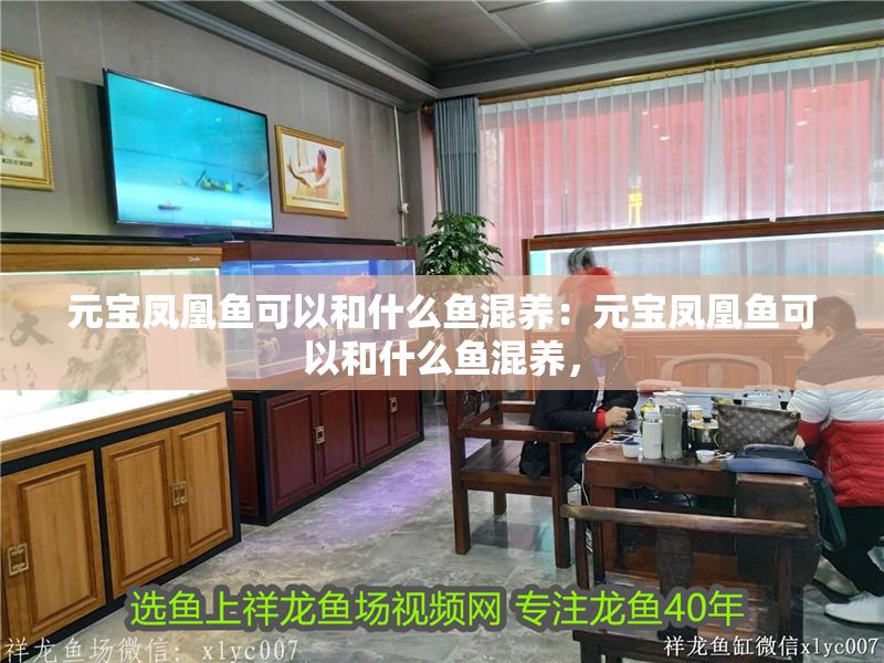 元寶鳳凰魚可以和什么魚混養：元寶鳳凰魚可以和什么魚混養， 元寶鳳凰魚可以和什么魚混養：元寶鳳凰魚可以和什么魚混養， 元寶鳳凰魚百科 第2張