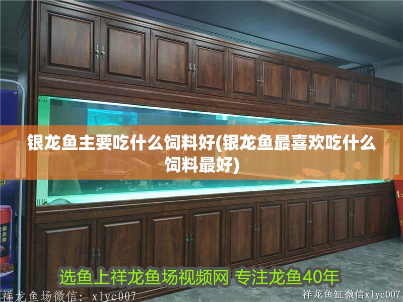 銀龍魚主要吃什么飼料好(銀龍魚最喜歡吃什么飼料最好)