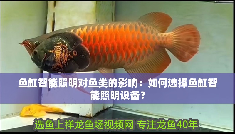 魚缸智能照明對魚類的影響：如何選擇魚缸智能照明設備？
