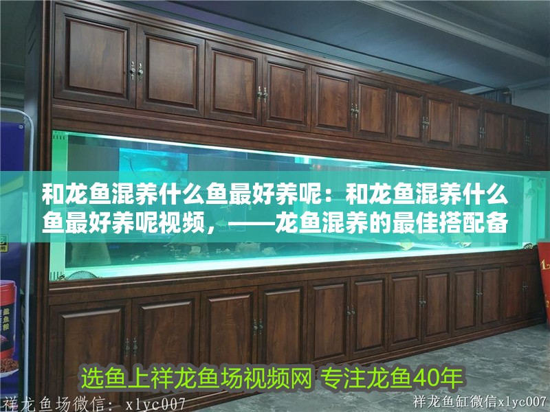 和龍魚混養(yǎng)什么魚最好養(yǎng)呢：和龍魚混養(yǎng)什么魚最好養(yǎng)呢視頻，——龍魚混養(yǎng)的最佳搭配備受關(guān)注 和龍魚混養(yǎng)什么魚最好養(yǎng)呢：和龍魚混養(yǎng)什么魚最好養(yǎng)呢視頻，——龍魚混養(yǎng)的最佳搭配備受關(guān)注 水族問答