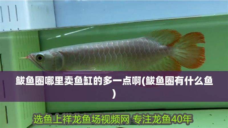 鲅魚圈哪里賣魚缸的多一點啊(鲅魚圈有什么魚)