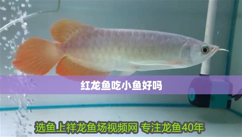 紅龍魚吃小魚好嗎