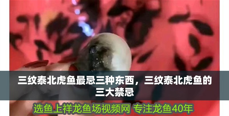 三紋泰北虎魚最忌三種東西，三紋泰北虎魚的三大禁忌