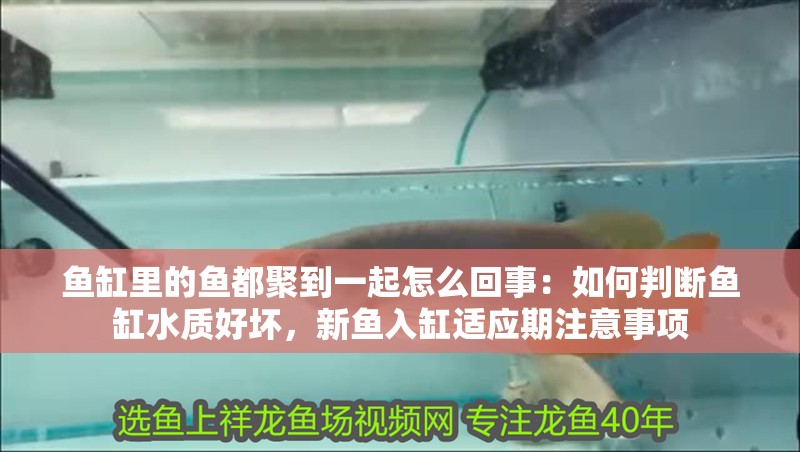 魚缸里的魚都聚到一起怎么回事：如何判斷魚缸水質(zhì)好壞，新魚入缸適應(yīng)期注意事項(xiàng)