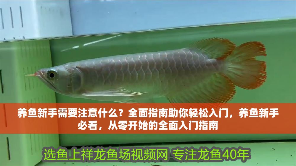 養魚新手需要注意什么？全面指南助你輕松入門，養魚新手必看，從零開始的全面入門指南