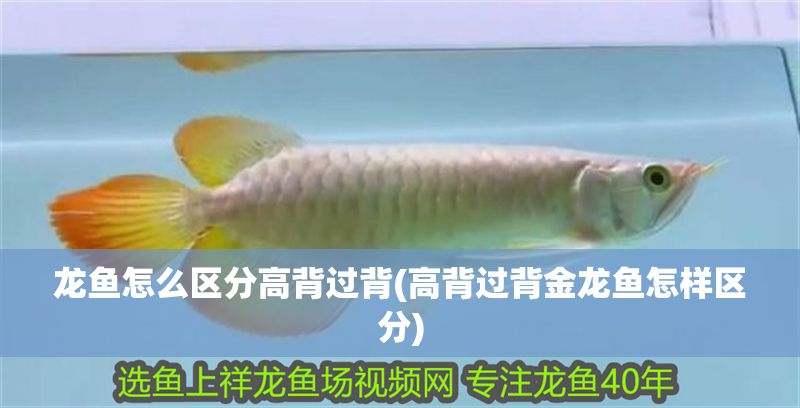 龍魚怎么區(qū)分高背過背(高背過背金龍魚怎樣區(qū)分)