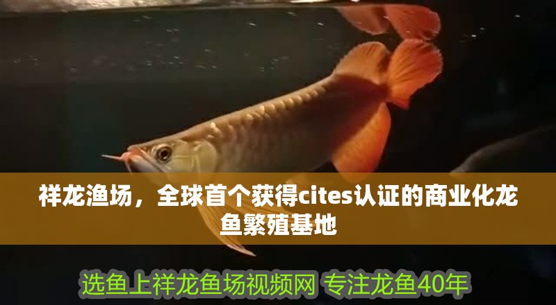 祥龍漁場，全球首個獲得cites認(rèn)證的商業(yè)化龍魚繁殖基地
