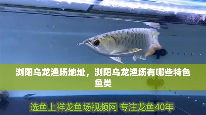 瀏陽烏龍漁場地址，瀏陽烏龍漁場有哪些特色魚類 瀏陽烏龍漁場地址，瀏陽烏龍漁場有哪些特色魚類 龍魚百科