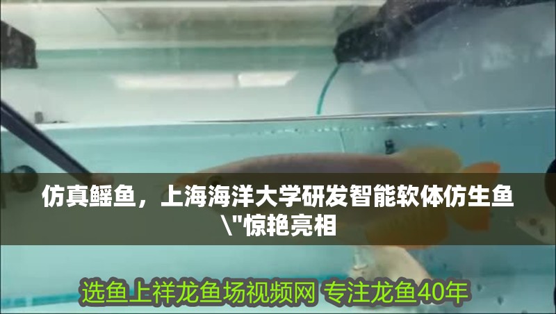 仿真鰩魚，上海海洋大學研發(fā)智能軟體仿生魚\