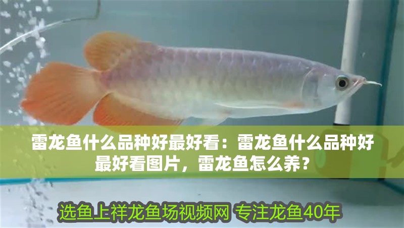 雷龍魚什么品種好最好看：雷龍魚什么品種好最好看圖片，雷龍魚怎么養？ 雷龍魚什么品種好最好看：雷龍魚什么品種好最好看圖片，雷龍魚怎么養？ 水族問答