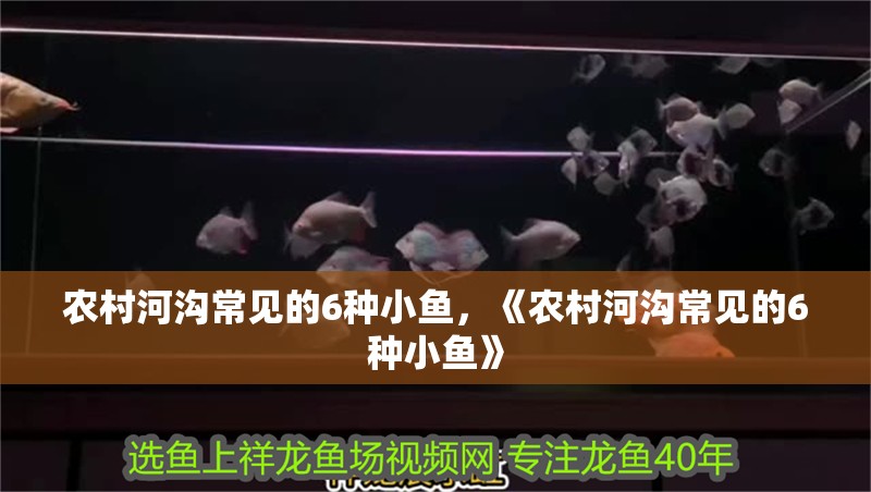 農(nóng)村河溝常見的6種小魚，《農(nóng)村河溝常見的6種小魚》 農(nóng)村河溝常見的6種小魚，《農(nóng)村河溝常見的6種小魚》 龍魚論壇