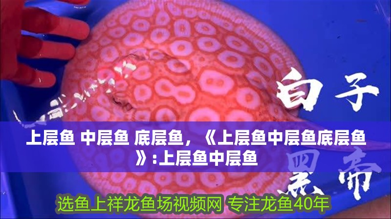 上層魚 中層魚 底層魚，《上層魚中層魚底層魚》:上層魚中層魚