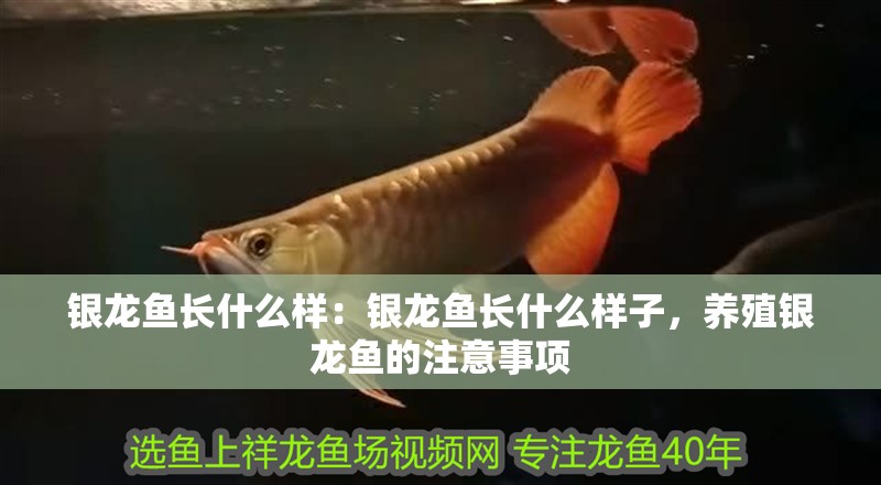 銀龍魚長什么樣：銀龍魚長什么樣子，養殖銀龍魚的注意事項