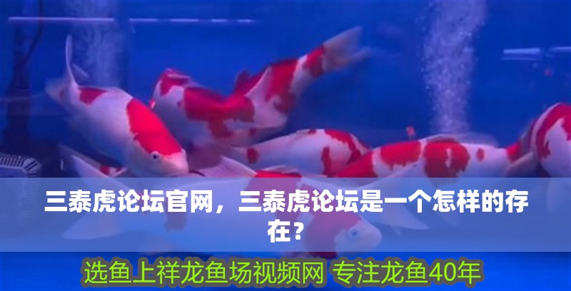 三泰虎論壇官網(wǎng)，三泰虎論壇是一個怎樣的存在？