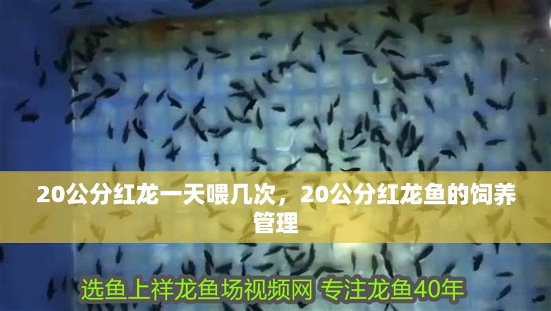20公分紅龍一天喂幾次，20公分紅龍魚的飼養管理