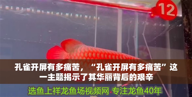 孔雀開屏有多痛苦，“孔雀開屏有多痛苦”這一主題揭示了其華麗背后的艱辛 孔雀開屏有多痛苦，“孔雀開屏有多痛苦”這一主題揭示了其華麗背后的艱辛 龍魚百科