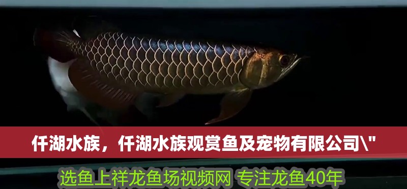 仟湖水族，仟湖水族觀賞魚及寵物有限公司\