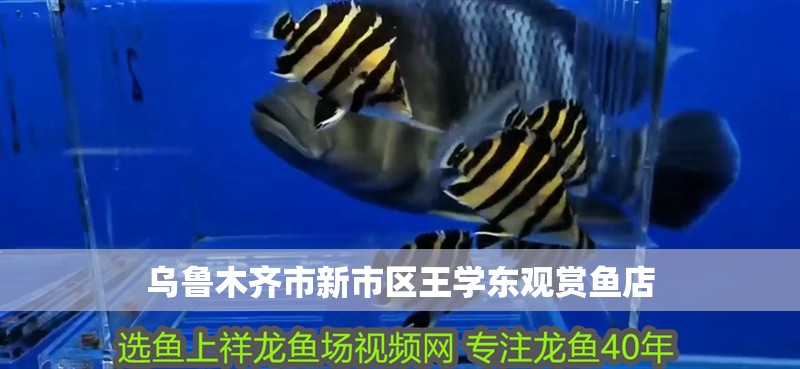 烏魯木齊市新市區王學東觀賞魚店