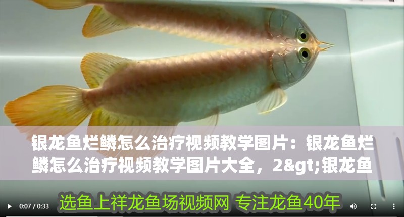 銀龍魚爛鱗怎么治療視頻教學圖片：銀龍魚爛鱗怎么治療視頻教學圖片大全，2>銀龍魚爛鱗初期有哪些癥狀表現