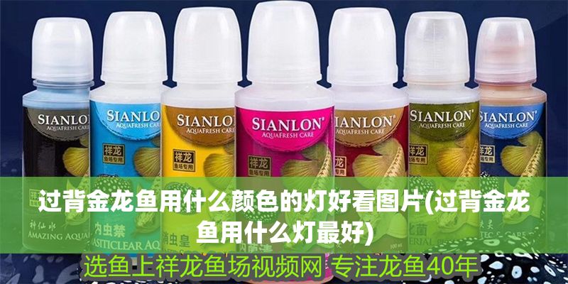 過背金龍魚用什么顏色的燈好看圖片(過背金龍魚用什么燈最好)