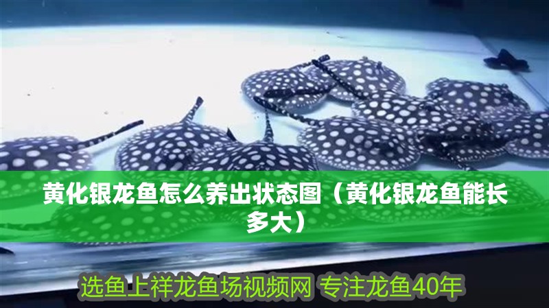 黃化銀龍魚怎么養(yǎng)出狀態(tài)圖（黃化銀龍魚能長多大）