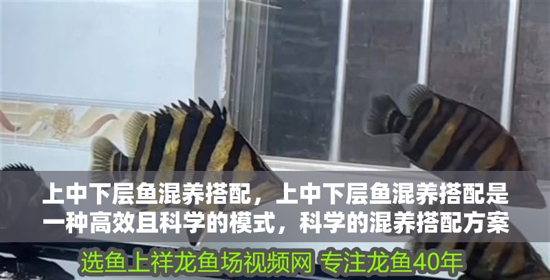 上中下層魚混養搭配，上中下層魚混養搭配是一種高效且科學的模式，科學的混養搭配方案