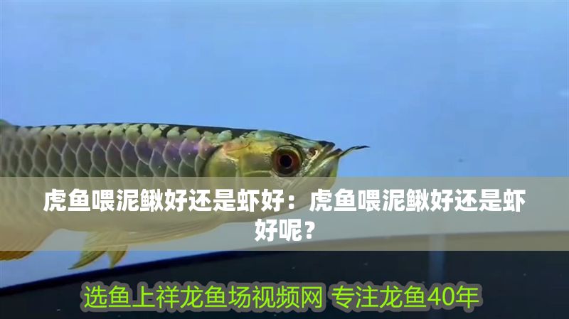 虎魚喂泥鰍好還是蝦好：虎魚喂泥鰍好還是蝦好呢？