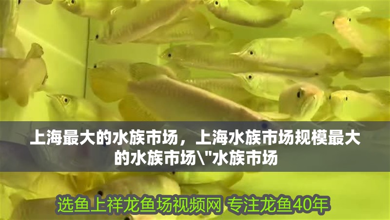 上海最大的水族市場，上海水族市場規(guī)模最大的水族市場\