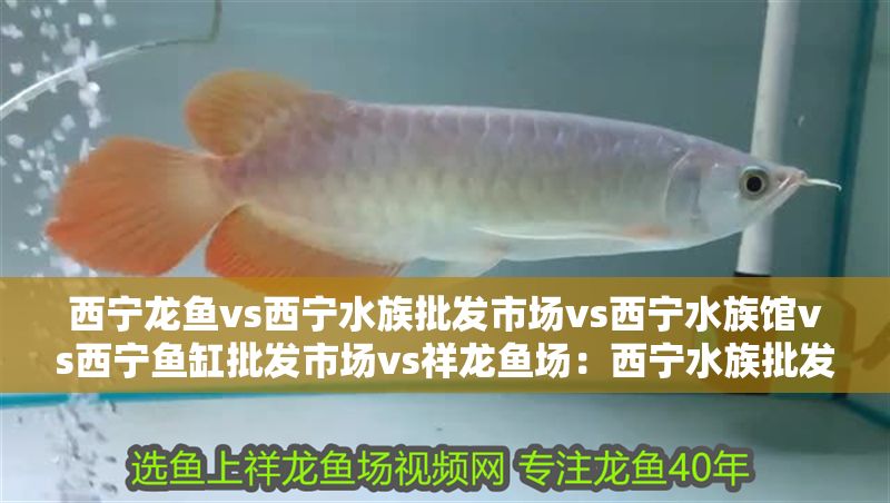 西寧龍魚(yú)vs西寧水族批發(fā)市場(chǎng)vs西寧水族館vs西寧魚(yú)缸批發(fā)市場(chǎng)vs祥龍魚(yú)場(chǎng)：西寧水族批發(fā)市場(chǎng) 西寧龍魚(yú)vs西寧水族批發(fā)市場(chǎng)vs西寧水族館vs西寧魚(yú)缸批發(fā)市場(chǎng)vs祥龍魚(yú)場(chǎng)：西寧水族批發(fā)市場(chǎng) 祥龍魚(yú)場(chǎng)各市分站 第2張