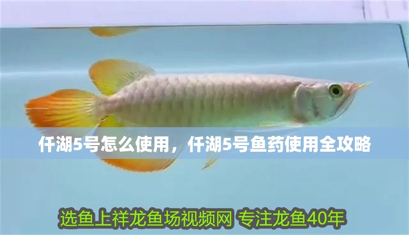 仟湖5號怎么使用，仟湖5號魚藥使用全攻略