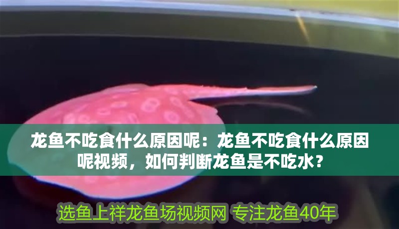 龍魚(yú)不吃食什么原因呢：龍魚(yú)不吃食什么原因呢視頻，如何判斷龍魚(yú)是不吃水？