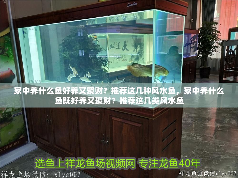 家中養什么魚好養又聚財？推薦這幾種風水魚，家中養什么魚既好養又聚財？推薦這幾類風水魚