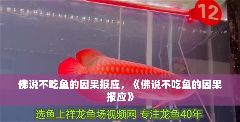 佛說(shuō)不吃魚(yú)的因果報(bào)應(yīng)，《佛說(shuō)不吃魚(yú)的因果報(bào)應(yīng)》 佛說(shuō)不吃魚(yú)的因果報(bào)應(yīng)，《佛說(shuō)不吃魚(yú)的因果報(bào)應(yīng)》 龍魚(yú)論壇