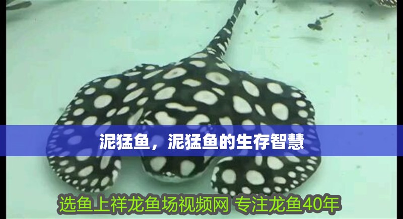 泥猛魚，泥猛魚的生存智慧