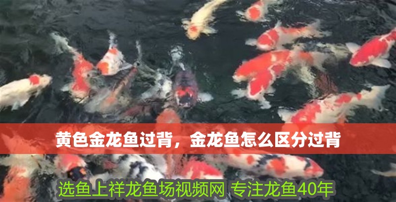 魚缸用增氧泵價格是多少:魚缸增氧機-xtrac增氧機-xtrac增氧機 黃色金龍魚過背,金龍魚怎么區分過背 觀賞魚百科 黃色金龍魚過背,金龍魚怎么區分過背 黃色金龍魚過背,金龍魚怎么區分過背 觀賞魚百科