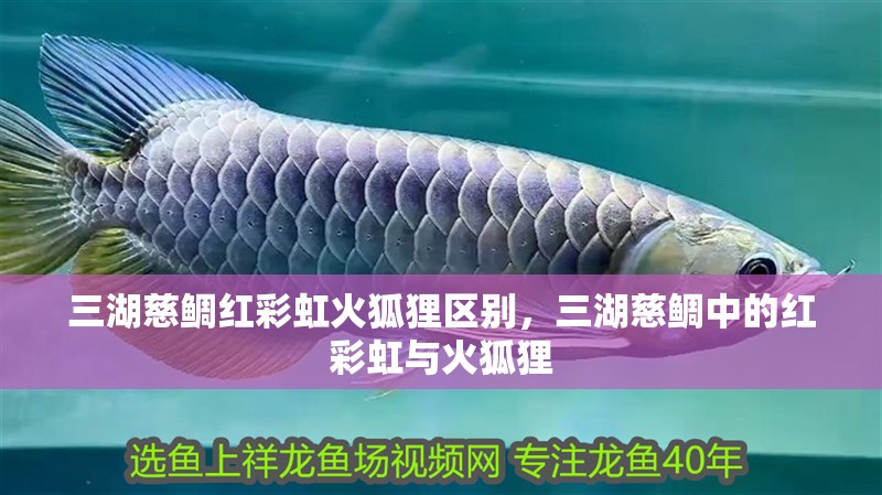 三湖慈鯛紅彩虹火狐貍區別，三湖慈鯛中的紅彩虹與火狐貍