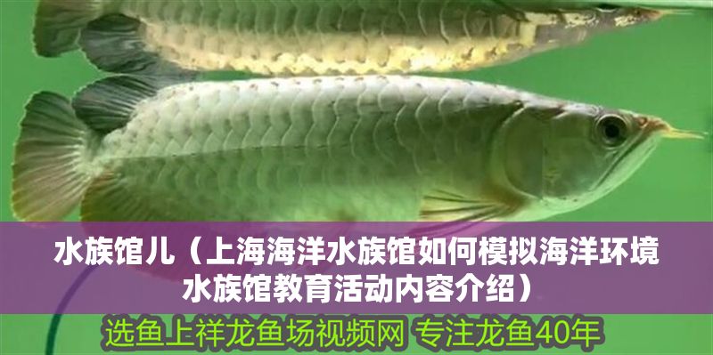 水族館兒（上海海洋水族館如何模擬海洋環境水族館教育活動內容介紹） 水族館兒（上海海洋水族館如何模擬海洋環境水族館教育活動內容介紹） 水族館百科（水族館加盟） 第1張