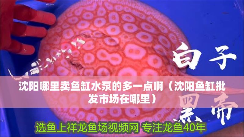 沈陽哪里賣魚缸水泵的多一點?。ㄉ蜿桇~缸批發市場在哪里）