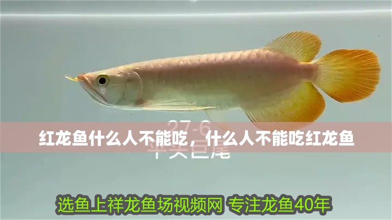 紅龍魚什么人不能吃，什么人不能吃紅龍魚