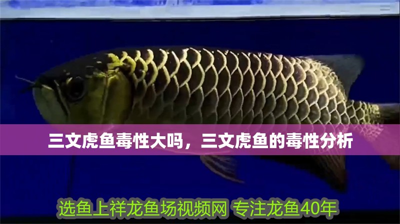 三文虎魚毒性大嗎，三文虎魚的毒性分析