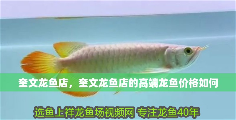 奎文龍魚店，奎文龍魚店的高端龍魚價格如何