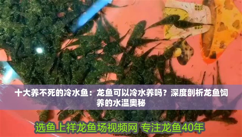詳細閱讀:十大養不死的冷水魚:龍魚可以冷水養嗎?深度剖析龍魚飼養的水溫奧秘 十大養不死的冷水魚:龍魚可以冷水養嗎?深度剖析龍魚飼養的水溫奧秘