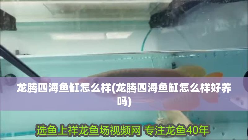 龍騰四海魚缸怎么樣(龍騰四海魚缸怎么樣好養嗎)